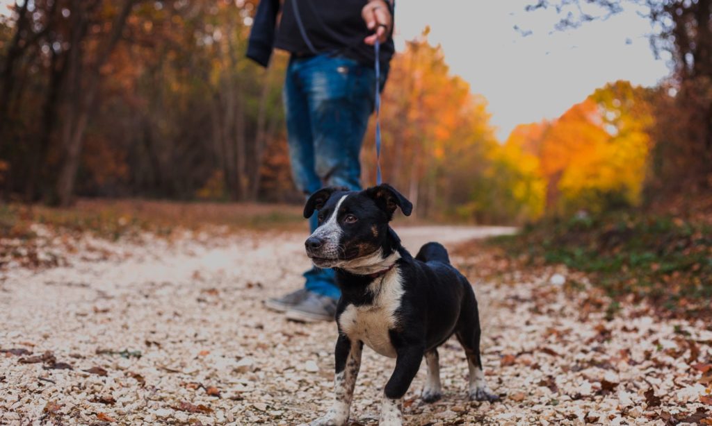 Best Dog Walking Trails on the Main Line