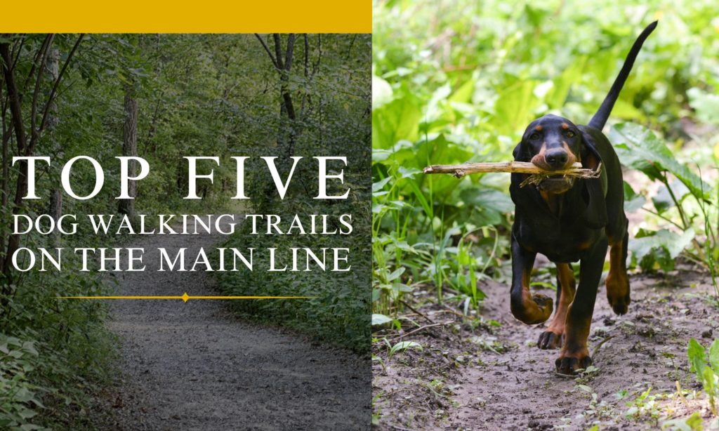 Top 5 Dog Walking Trails on the Main Line